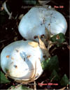 Champignons – Agaricus Bisporus