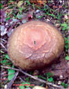 Witch’s mushroom or serpent mushroom – Boletus Luridus