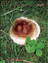 Устричный гриб – Pleurotus Ostreatus
