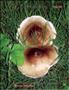 Oyster mushroom – Pleurotus Ostreatus