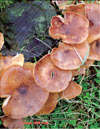 Oyster mushroom – Pleurotus Ostreatus