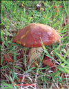 Pepper mushroom – Chalciporus piperarus