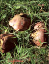 Pepper mushroom – Chalciporus piperarus