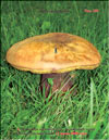 White mushroom – Boletus edulis