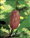 Magnolia «Lotus»