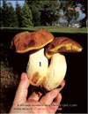 White mushroom – Boletus edulis