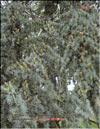 Голубой кедр – Cedrus Atlantica f. Glauca
