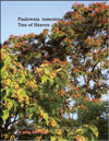 Tree of Heaven — Ailanthus Altissima