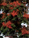 Tree of Heaven — Ailanthus Altissima