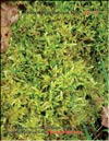 Sphagnum nemoreum Scop – a bog moss on the hill in winter