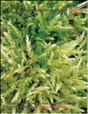 Sphagnum nemoreum Scop – a bog moss on the hill in winter