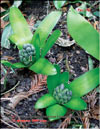 Hyacinths in February