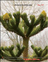 Araucaria araucana's cones ripened in February