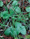 Woodland strawberry – Fragaria vesca L.