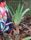 Iris germanica in January