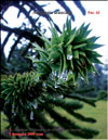 The monkey puzzle tree clothed in icicle