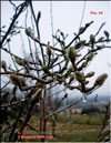 Magnolias buds in ice armour
