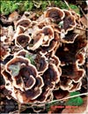 Maitake's mycelium in January