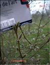 Magnolias in February