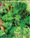 Parsley grows in February