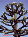 Monkey puzzle tree – Araucaria araucana