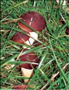 The Royal mushroom – Agaricus black