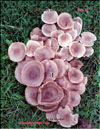 The oyster mushroom – Preurotus ostreatus
