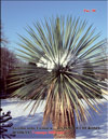 palms in snow