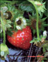 The strawberries in December