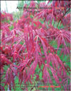 Japanese maple «Fire glow» 
– Acer Palmatum Japonicum «Fire glow»