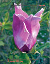 Magnolia Liliflora «Orchid»