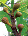 «Golden» figs