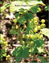 Red currants – Ribes vulgare Lam.