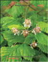 Yellow raspberries – Rubus ellipticus
