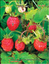 Wild strawberries – Fragaria vesca L.