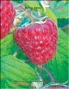 Red raspberries – Rubus daeus