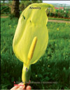Arum lily 
– Lysichiton camtschatcensis