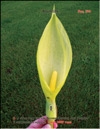 Arum lily 
– Lysichiton camtschatcensis