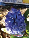 Hyacinths Blue Topaz