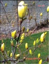 Magnolia «Yellow Bird»