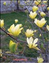 Magnolia «Butterfly»