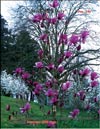 Magnolia «Linely»