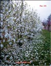 Blooming Magnolias