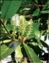 Lusitanian cherry-laurel – Prunus laurocerasus L.