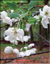 Wild cherry – 
Prunus cerotina «Globulus»