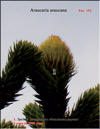 Monkey puzzle tree – 
Araucaria araucana
