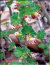 Gooseberry – Ribes 
uva-crspa L.