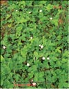 Forest strawberry – 
Fragana vesca L.