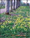 Cowslips – Primula veris L.