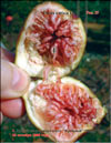 «Bloody» figs